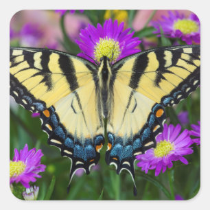 Sticker Carré Papillon à queue d'hirondelle sur marguerite