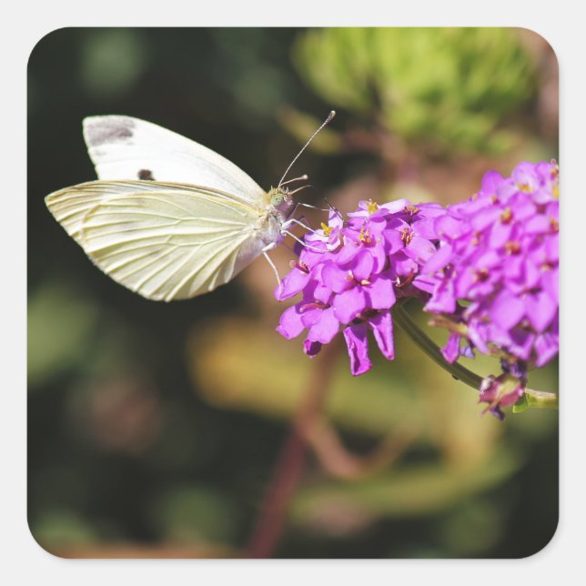 Sticker Carré Papillon blanc chou (Devant)