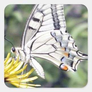 Sticker Carré Papillon blanc et noir sur Fleur Jaune