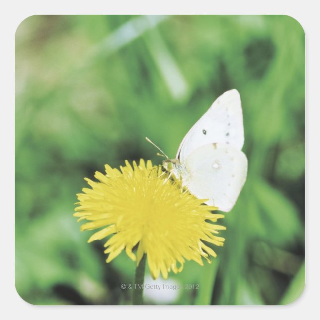 Sticker Carré Papillon blanc se nourrissant d'un pissenlit (Devant)