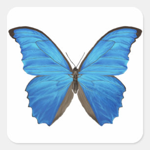 Sticker Carré Papillon bleu de Morpho