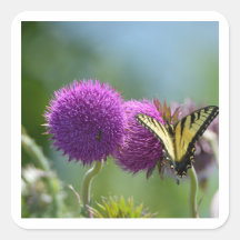 Papillon de queue d'hirondelle jaune