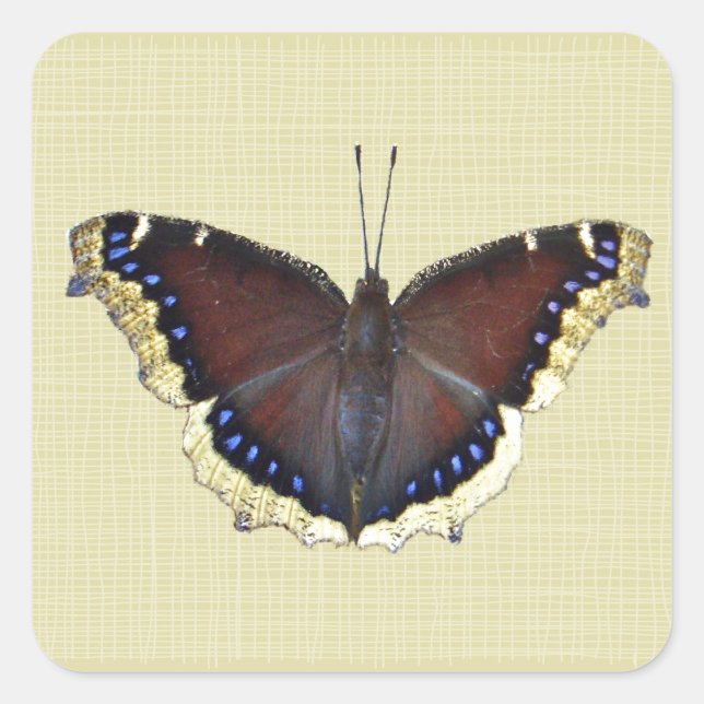 Sticker Carré Papillon en deuil - Nymphalis antiopa (Devant)