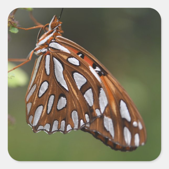 Sticker Carré Papillon Golfe Fritillaire Passion Orange tacheté (Devant)
