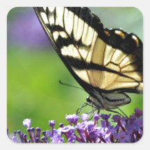 Papillon jaune et noir sur lavande