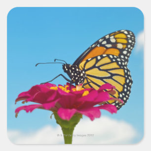 Sticker Carré Papillon monarque sur une fleur