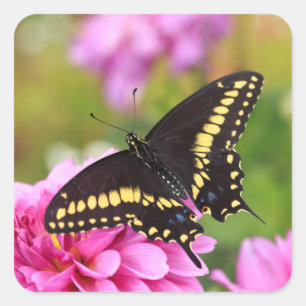 Sticker Carré Papillon noir Swallowtail