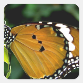 Sticker Carré Papillon orange, noir et blanc sur feuille