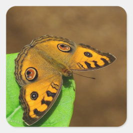 Sticker Carré Papillon Peacock Pansy