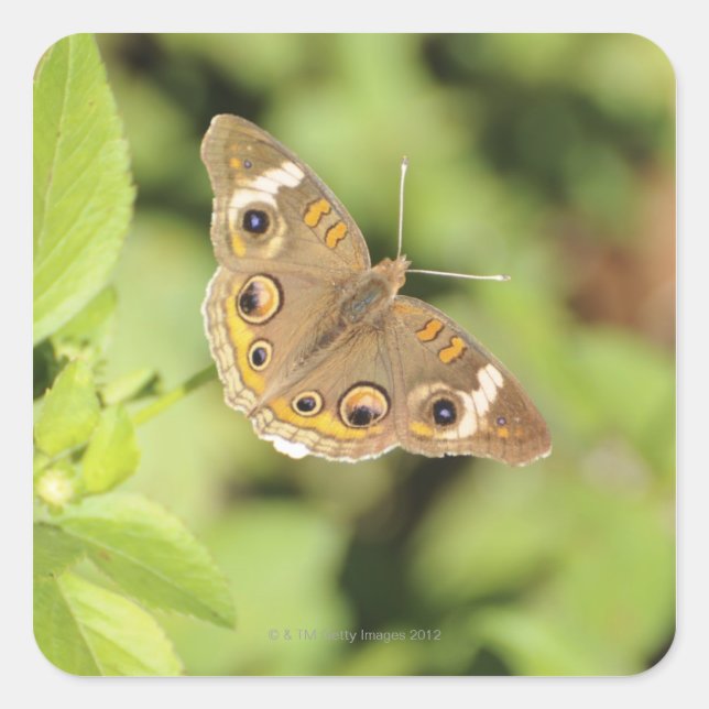 Sticker Carré Papillon rouge commun, Junonia coenia. (Devant)