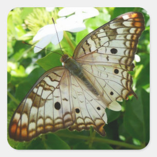 Sticker Carré Papillon sur Jasmin Photographie de la Nature Trop