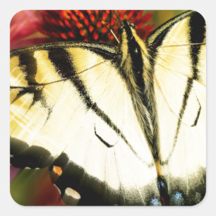 Sticker Carré Papillon Swallowtail