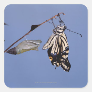 Sticker Carré Papillon Swallowtail après la métamorphose