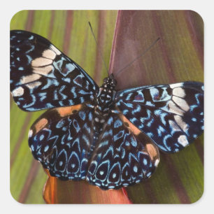 Sticker Carré Papillon tropical