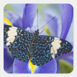 Sticker Carré Papillon tropical violet iris