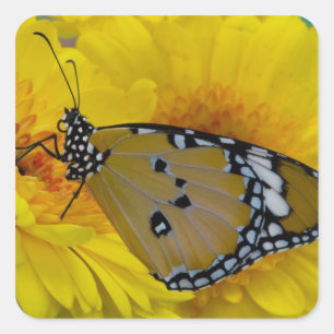 Sticker Carré Papillons tropicaux