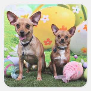 Sticker Carré Pâques - Chipin Rockwell - Chihuahua Rambo - Mahne