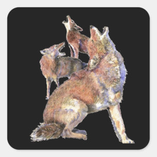Sticker Carré Paquet de coyote d'hurlement, animal, faune de
