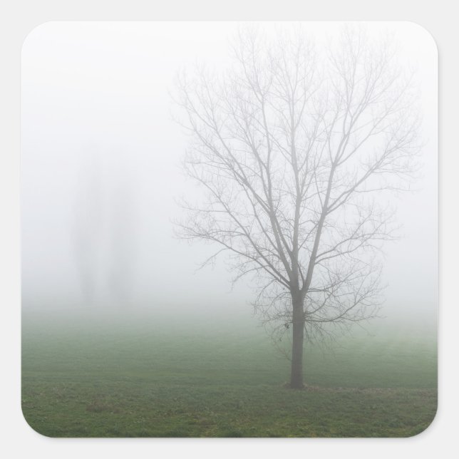 Sticker Carré Parc couvert d'un épais brouillard (Devant)