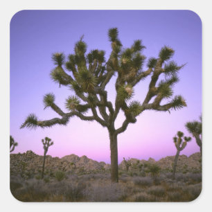 STICKER CARRÉ PARC NATIONAL DE JOSHUA TREE, CALIFORNIE. USA.