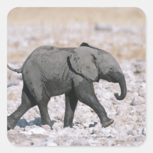 Sticker Carré Parc national d'Etosha, Namibie