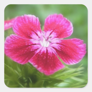 Sticker Carré Parfum rose sucré William Blossom
