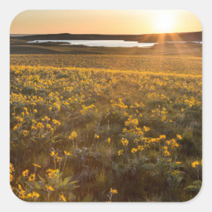 Sticker Carré Parterre de fleurs sauvages de Balsamroot à feuill