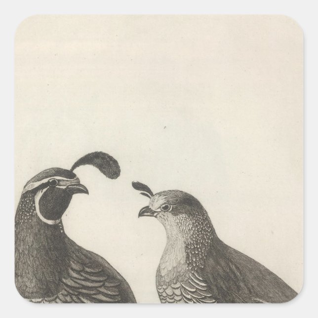 Sticker Carré Partridge masculin et féminin de Californie (Devant)