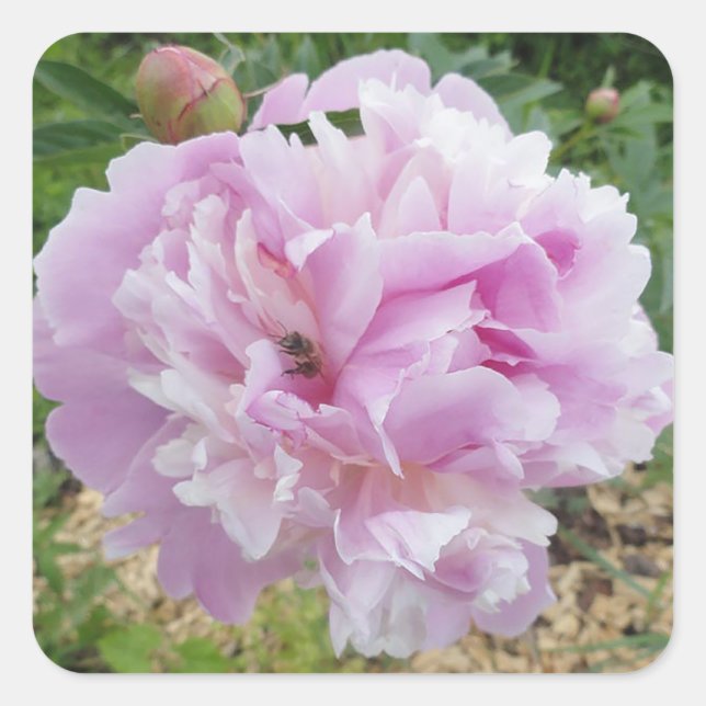 Sticker Carré Pastel Pink Peony et Miel Bee (Devant)