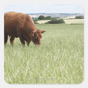 Sticker Carré Pâturage de vache dans la prairie