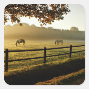 Sticker Carré Pâturage des chevaux au lever du soleil