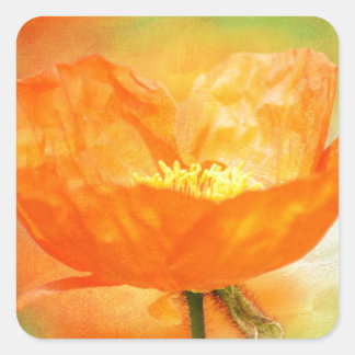 Sticker Carré Pavot orange
