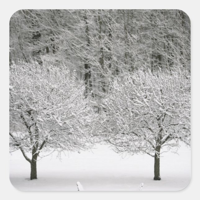 Sticker Carré Paysage couvert de neige (Devant)