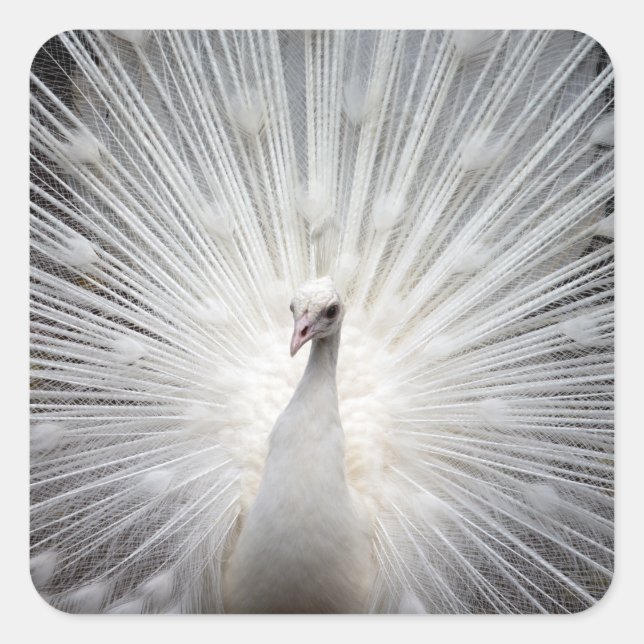 Sticker Carré Peacock blanc avec plumes éteintes (Devant)