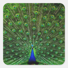 Sticker Carré Peacock bleu