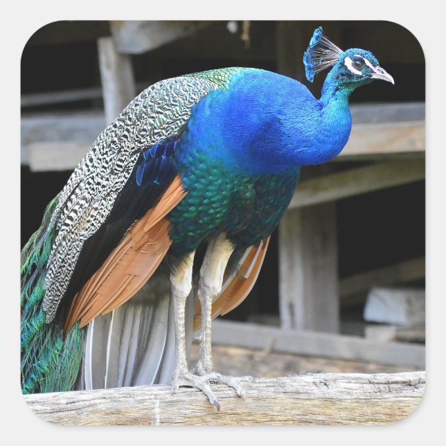 Sticker Carré Peacock Homme Coloré (Devant)