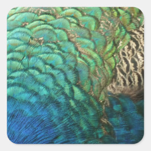 Sticker Carré Peacock Plumes I Colorful Abstrait Nature Design