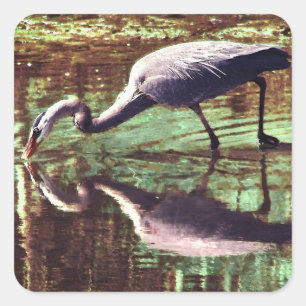 Sticker Carré Pêche au grand héron bleu