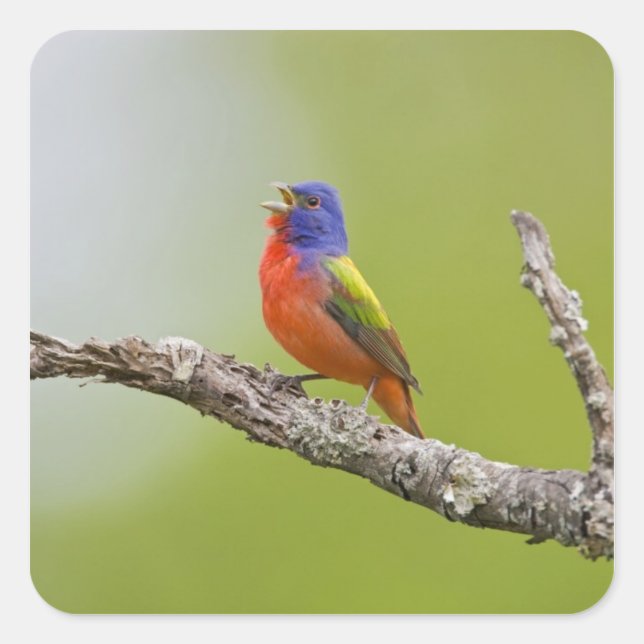 Sticker Carré Peint Bunting Passerina ciris) chant masculin (Devant)