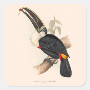 Sticker Carré Peinture animalière d'antiquités Toucans