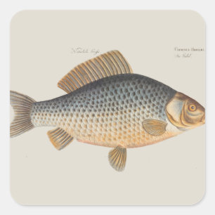 Sticker Carré Peinture de pêche de carpe dessin d'eau douce