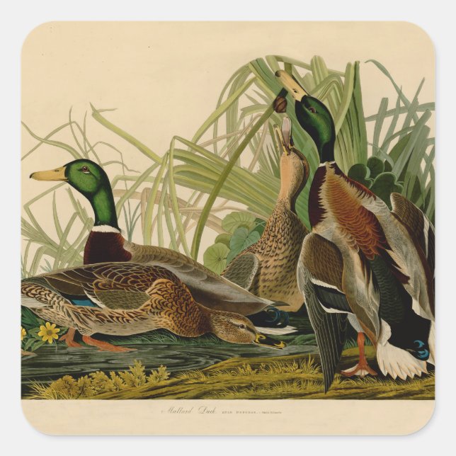 Sticker Carré Peinture d'oiseaux de Mallard Duck Audubon (Devant)