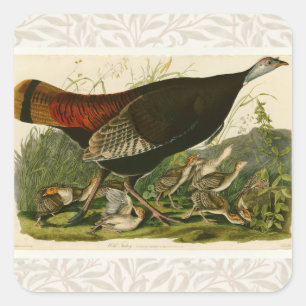 Sticker Carré Peinture d'oiseaux sauvages de Turquie Audubon
