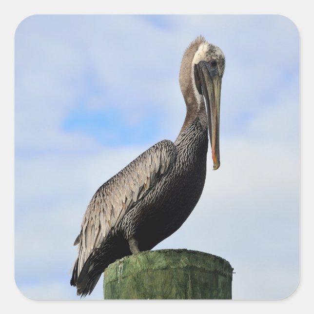 Sticker Carré Pelican (Devant)