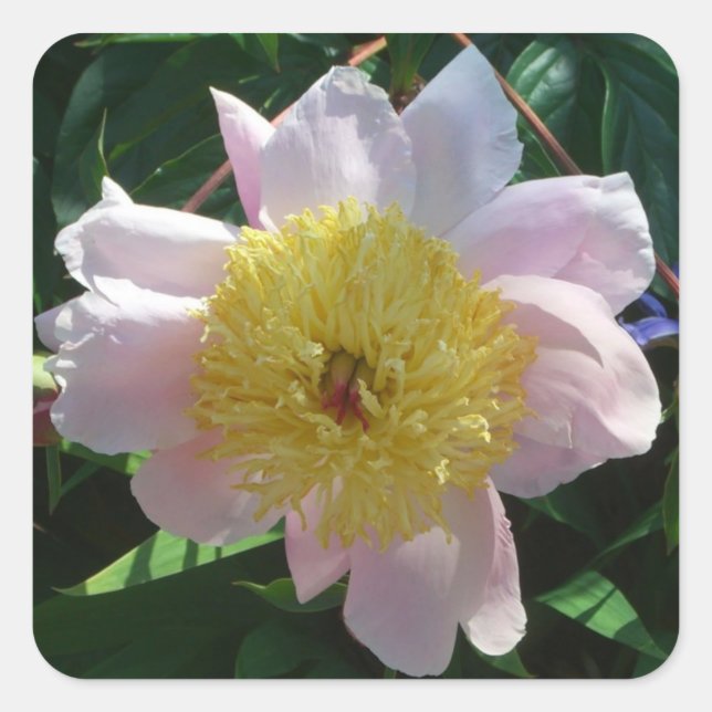Sticker Carré Peonies roses et jaunes Belle florale (Devant)