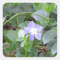 Périvent commun, Vinca Minor, côté route