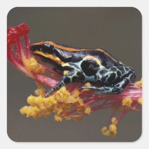 Sticker Carré Pérou, Forêt tropicale péruvienne. Grenouille flèc