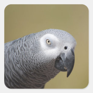 Sticker Carré Perroquet assez gris