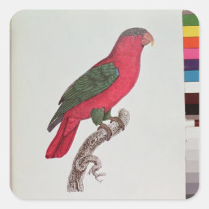 Sticker Carré Perroquet : Lory ou colleté