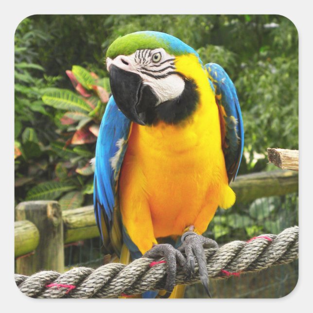 Sticker Carré Perroquet macaw exotique (Devant)